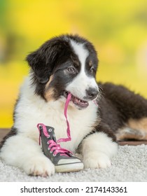 Australian Shepherd Puppy Chewing Shoes