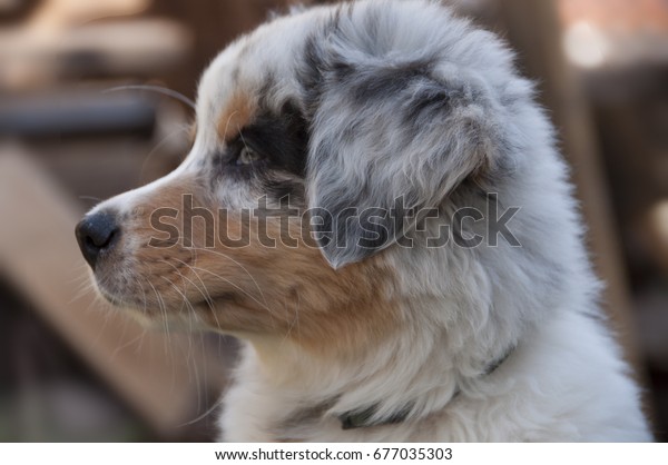 Australian Shepherd Puppy Coat Blue Merle Stock Photo Edit Now