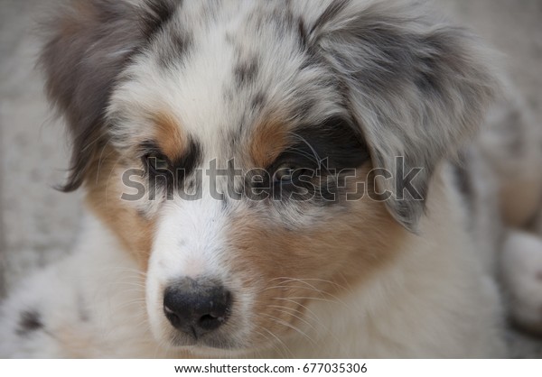 Australian Shepherd Puppy Coat Blue Merle Stock Photo Edit Now