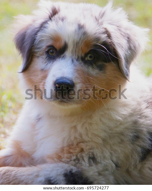 Australian Shepherd Puppy Coat Blue Merle Stock Photo Edit Now