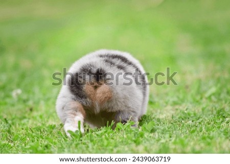 An Australian shepherd puppy with a docked tail runs in the garden on green grass. Back view. Dog butt