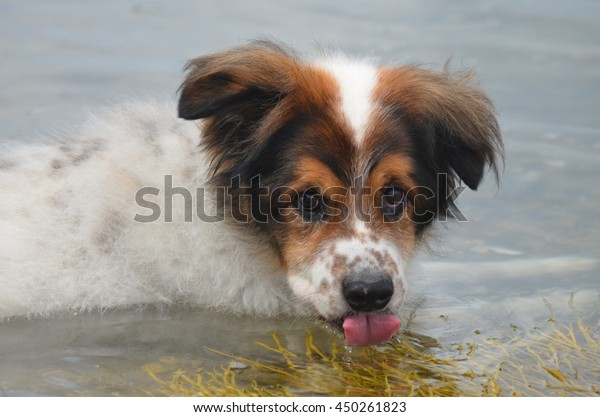 dog drank sea water