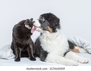 Australian Shepherd Puppy Licks A Cat On A Bed At Home