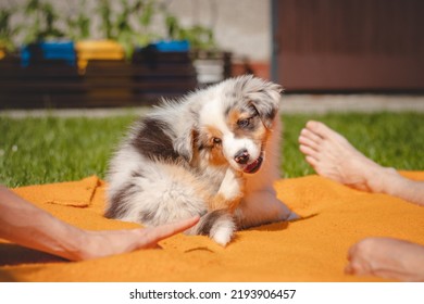 Australian Shepherd Puppy Lies Down In An Orange Blanket And Teases His Owner. Playing With Human's Fingers. Playing With A Small Blue Merle Dog.