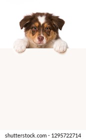 618 Dog looking over wall Images, Stock Photos & Vectors | Shutterstock