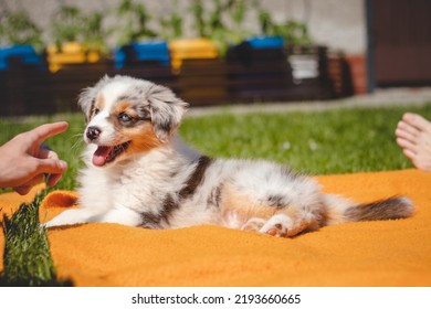 Australian Shepherd Puppy Is Lounging In An Orange Blanket, Teasing Her Owner Who Is Already Pointing His Finger At Her To Calm Down. Naughty Pet.