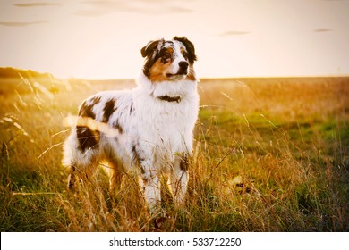 Australian Shepherd puppy on a meadow, 6 months