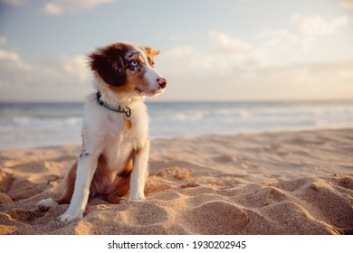 australian shepherd puppy playing with owner and other dogs on the beach and in the grass