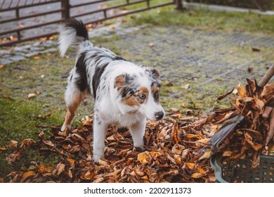 Australian Shepherd Puppy Plays In A Pile Of Leaves That A Woman Is Trying To Gather Into A Large Basket. A Female Dog Jumps, Runs And Nibbles The Colourful Leaves. Pet Entertainment.