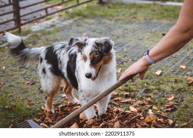 Australian Shepherd Puppy Plays In A Pile Of Leaves That A Woman Is Trying To Gather Into A Large Basket. A Female Dog Jumps, Runs And Nibbles The Colourful Leaves. Pet Entertainment.