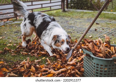 Australian Shepherd Puppy Plays In A Pile Of Leaves That A Woman Is Trying To Gather Into A Large Basket. A Female Dog Jumps, Runs And Nibbles The Colourful Leaves. Pet Entertainment.