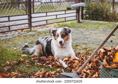 Australian Shepherd Puppy Plays In A Pile Of Leaves That A Woman Is Trying To Gather Into A Large Basket. A Female Dog Jumps, Runs And Nibbles The Colourful Leaves. Pet Entertainment.