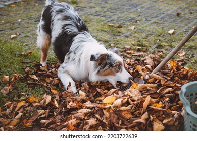 Australian Shepherd Puppy Plays In A Pile Of Leaves That A Woman Is Trying To Gather Into A Large Basket. A Female Dog Jumps, Runs And Nibbles The Colourful Leaves. Pet Entertainment.