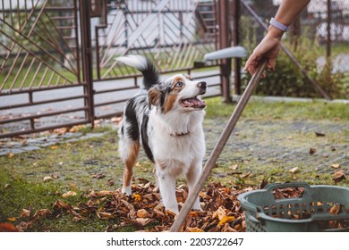 Australian Shepherd Puppy Plays In A Pile Of Leaves That A Woman Is Trying To Gather Into A Large Basket. A Female Dog Jumps, Runs And Nibbles The Colourful Leaves. Pet Entertainment.