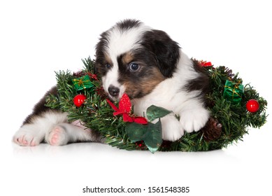 Australian Shepherd Puppy Posing With A Christmas Wreath On White Background