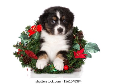 Australian Shepherd Puppy Posing With A Christmas Wreath On White Background