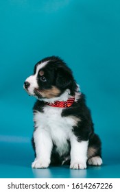 white irish shepherd