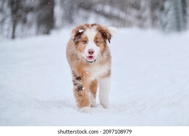 Australian Shepherd puppy red Merle walks forward through snow in winter park. Walk with aussie puppy in fresh air outside. Cheerful and active energetic young dog.
