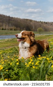 Australian Shepherd puppy is resting in clearing with yellow primroses on warm sunny spring day. Aussie on walk in park in summer lies in grass. Glade of wild anemones and dog.