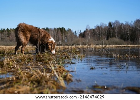 Australian Shepherd puppy stands in puddle and sniffs or wants to drink water. Australian Shepherd is dirty and happy on walk outside. Thoroughbred dog near pond on sunny day.