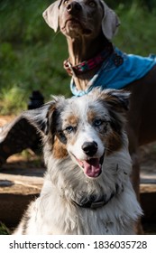 Australian Shepherd Puppy And Weimaraner Dog Wearing A Blue Bandana Outdoor Portrait