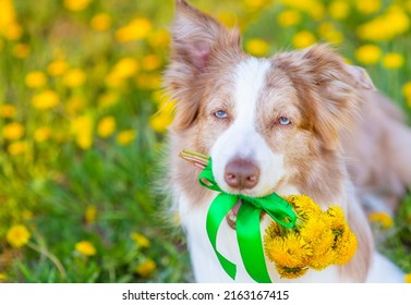 2,614 Australian bouquet Stock Photos, Images & Photography | Shutterstock