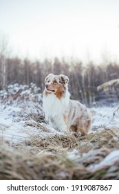 Australian Shepherd In Snow Forest