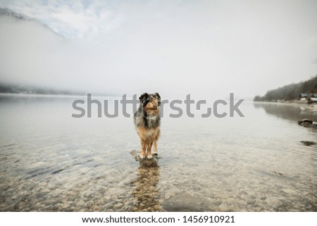 Similar – A white dog shakes water out of its fur at a lake.