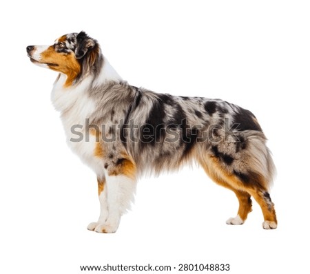 Australian Shepherd Standing Side View Blue Merle Grey White Coat Isolated on White Background