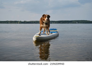 Australian Shepherd Stands On Inflatable Board In Summer Lake At Sunset. Aussie Red Tricolor Stand Up Paddle. SUP Dog No People. The Reflection Of Dog In Water.