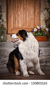 Australian Shepherd, Vintage, Country, Cowboy