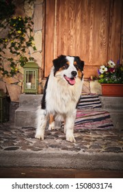 Australian Shepherd, Vintage, Country, Cowboy