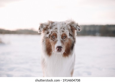 Australian Shepherd Walk In Snow Forest