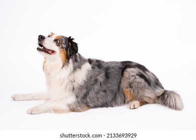 1,786 Grey australian shepherd Images, Stock Photos & Vectors ...