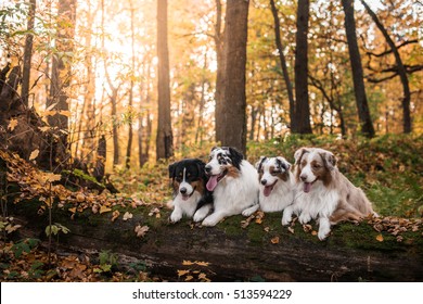 Australian Shepherds