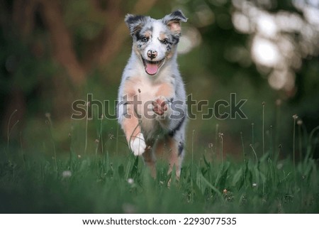 an australian shephered puppy running