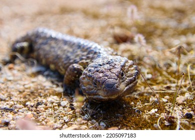 Australian Shingleback Lizard Spring Awakening