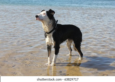 Border Collie Short Hair Images Stock Photos Vectors Shutterstock