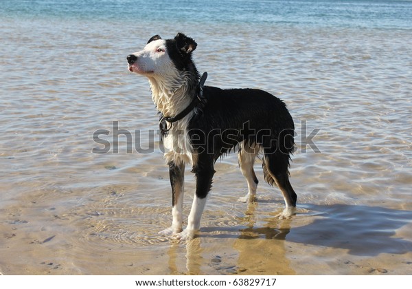 Australian Short Haired Border Collie Water Stock Photo Edit Now