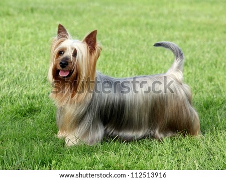 Australian Silky Terrier on the green grass lawn