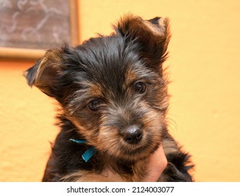 Australian Silky Terrier Puppy - Close-up Portrait Of The Head.