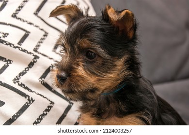 Australian Silky Terrier Puppy - Close-up Portrait Of The Head.