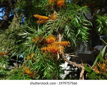 Australian silver oak, or Grevillea robusta tree, orange flowers