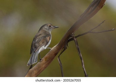 An Australian songbird known as the Grey Shrikethrush (Colluricincla harmonica) perched on a branch. - Shutterstock ID 2035267055