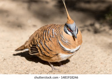 Australian Spinifex Pigeon In Captivity