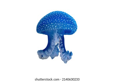Australian spotted Jellyfish floating in the water isolated on white background. Phyllorhiza punctata species living in tropical waters of the western Pacific from Australia to Japan.