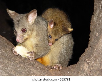 112 Possum feeding Images, Stock Photos & Vectors | Shutterstock