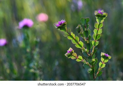 Australian spring wildflower meadow background featuring the native rose, Boronia serrulata, family Rutaceae, in Sydney heathland. Endemic to NSW 
