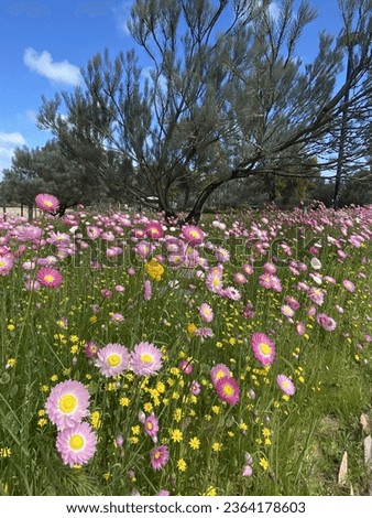 Australian spring wildflowers in Perth