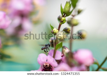 Australian Stingless Bee on A Purple Flower